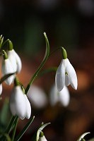 snowdrop 春はもうそこ？_a0107981_1822338.jpg