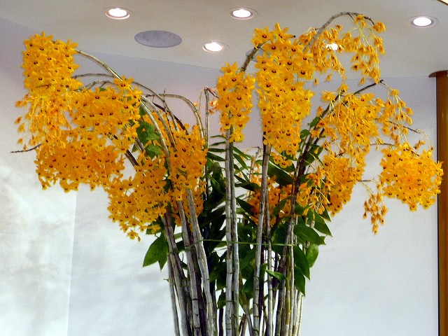 らん展2010_f0211789_2051294.jpg