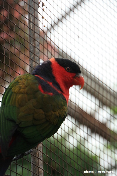 a0152596_1692661.jpg