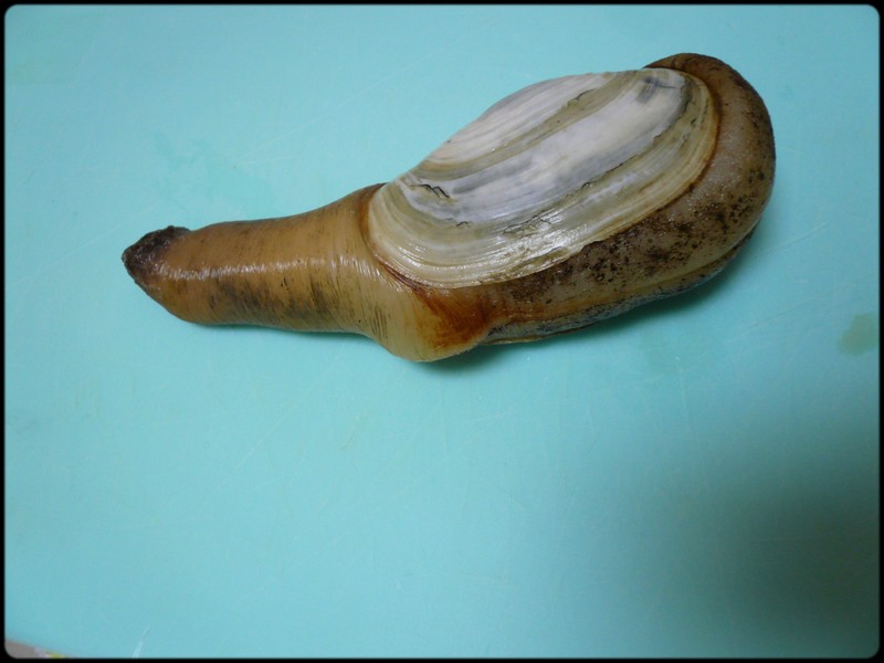 ナミガイ 白ミル貝 の捌き方 魚と野菜と私と和ノ香