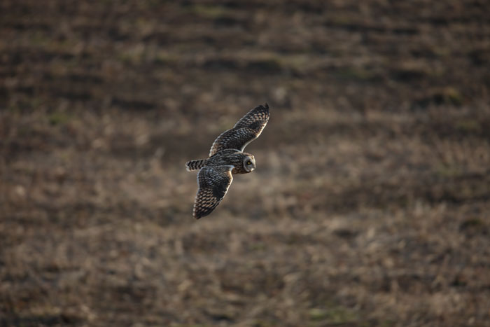 コミミズク大サービス_d0053309_2126204.jpg