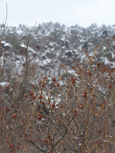 楽しい雪中クンレン③　旅行編_b0067012_1134639.jpg