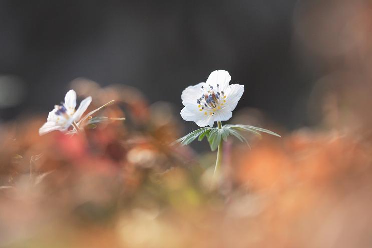 藤原岳山麓_e0181924_1171636.jpg