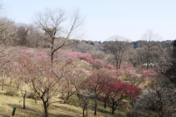 梅の花ですよ～♪_e0071225_23334317.jpg