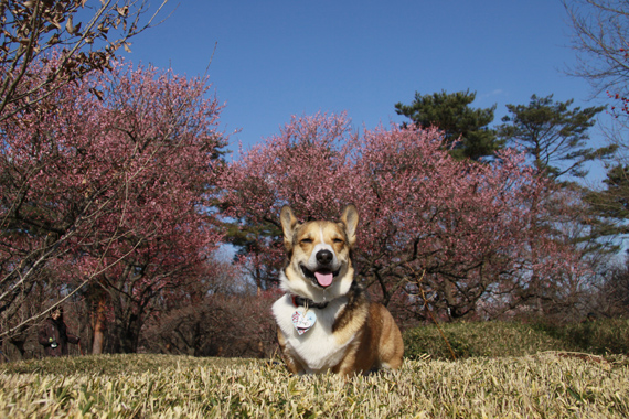 梅の花ですよ～♪_e0071225_23503815.jpg