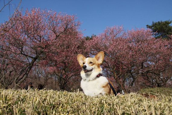 梅の花ですよ～♪_e0071225_23583185.jpg