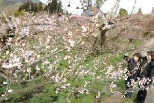 ８０００本の梅の花　香り楽しむ祭り　２１日　日田・大山で開幕_e0113829_20515962.jpg