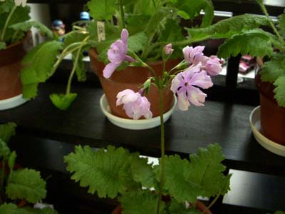 b0019140_1636687.jpg