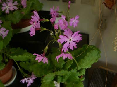 b0019140_1648627.jpg