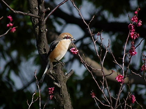 ジョウビタキご夫婦、モズ♂、ムクドリ_c0051143_23393930.jpg