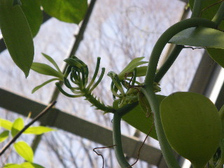 薬用植物園　温室編_e0069647_18272994.jpg