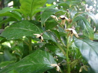 薬用植物園　温室編_e0069647_18285440.jpg