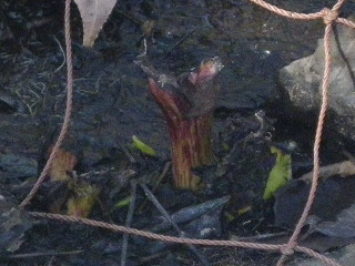 e0069647_2010560.jpg