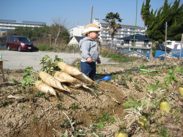 おやこ自然園　大根の収穫_f0079749_1344578.jpg