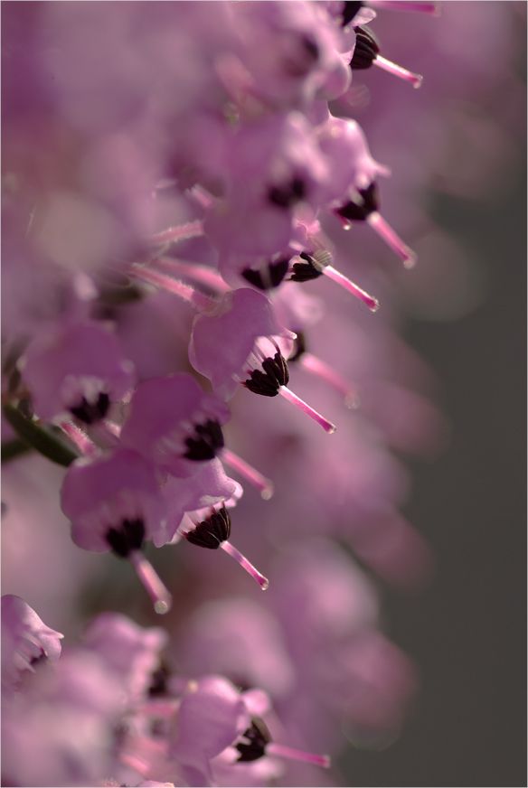 ■■♪エリカの花の散るときは♪■■_a0133250_23411224.jpg