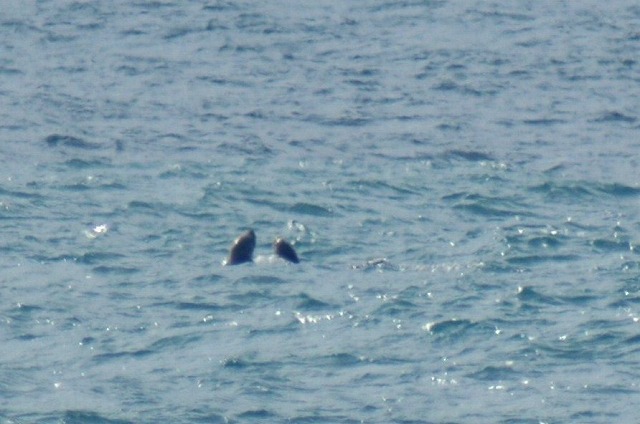 f0000866_95244.jpg
