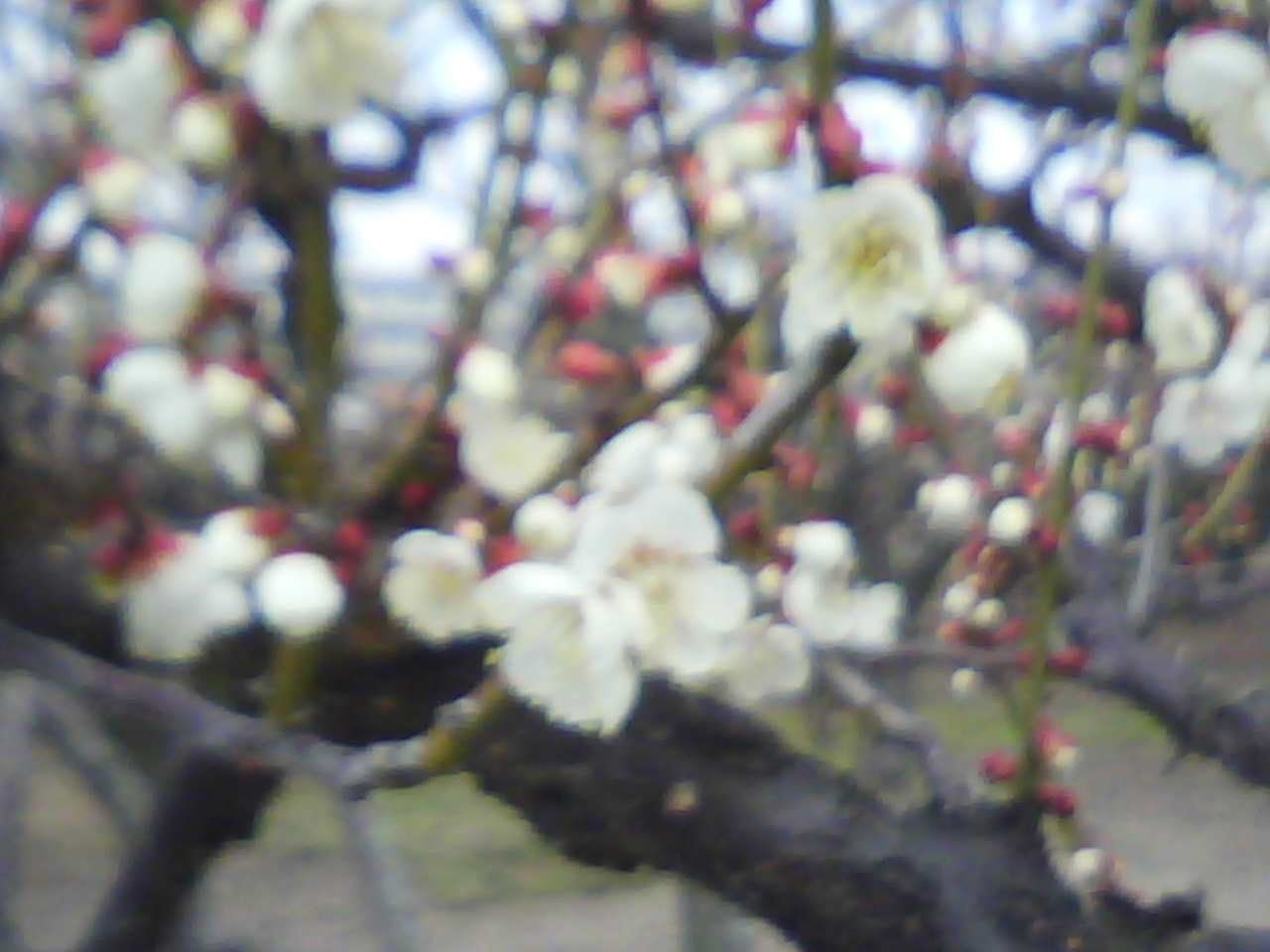 水月公園の梅林_f0150767_1158446.jpg