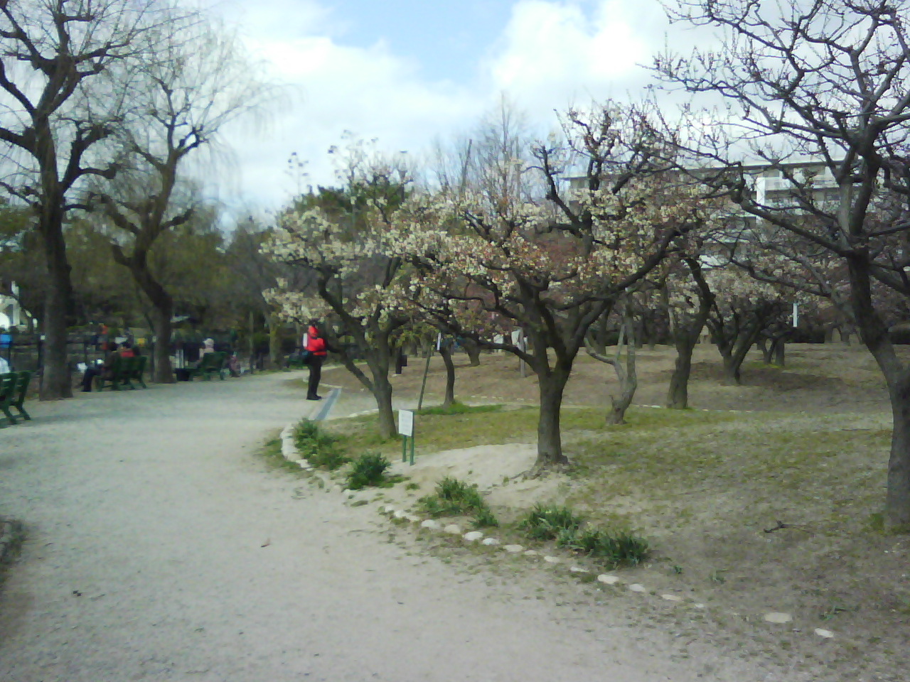 水月公園の梅林_f0150767_1158725.jpg