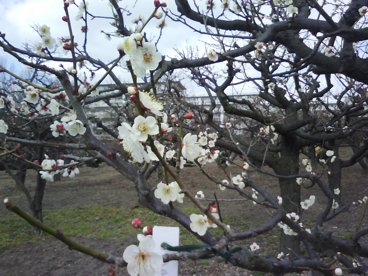 水月公園の梅林_f0150767_11594261.jpg
