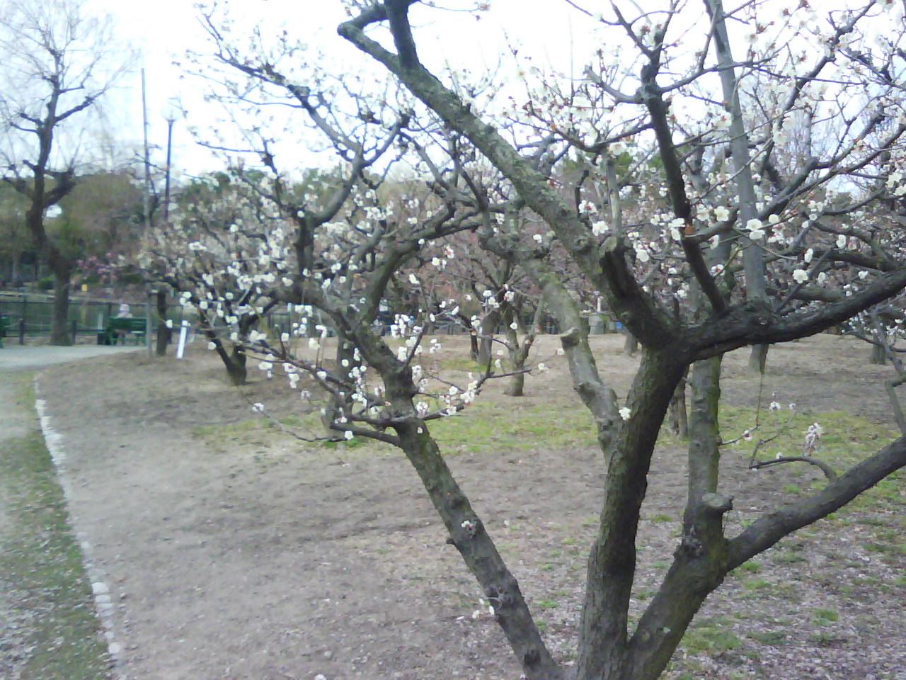 水月公園の梅林_f0150767_11595652.jpg