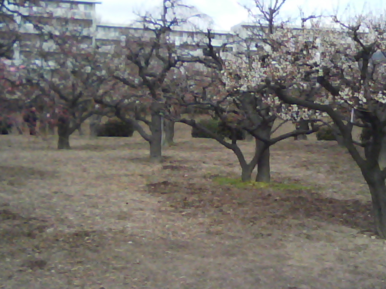 水月公園の梅林_f0150767_1159568.jpg
