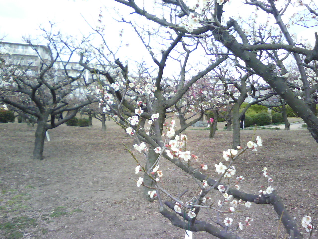 水月公園の梅林_f0150767_120481.jpg