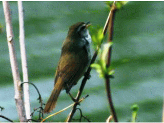 b0120968_9341744.gif