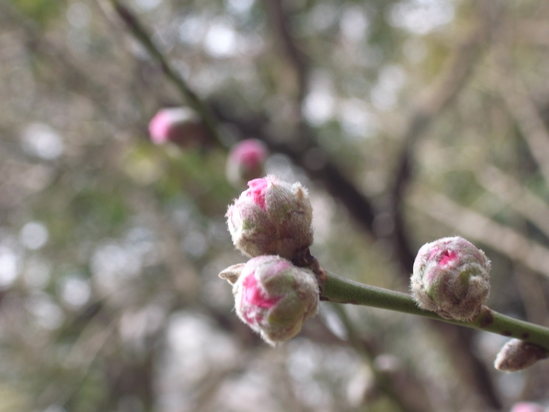 日比谷公園の早春の花_b0084270_113897.jpg