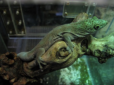 GECKOS！ : 名東ペポニスタッフブログ。