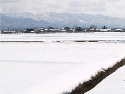 雪キャベツの切り漬け_c0145183_759528.jpg