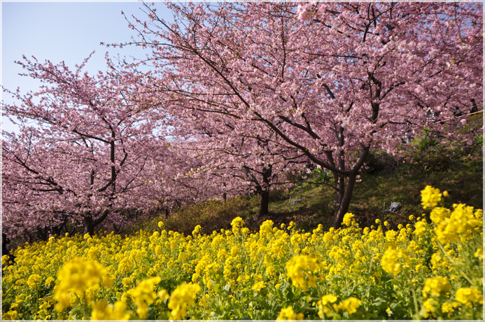 松田町の河津桜_c0159184_227466.jpg