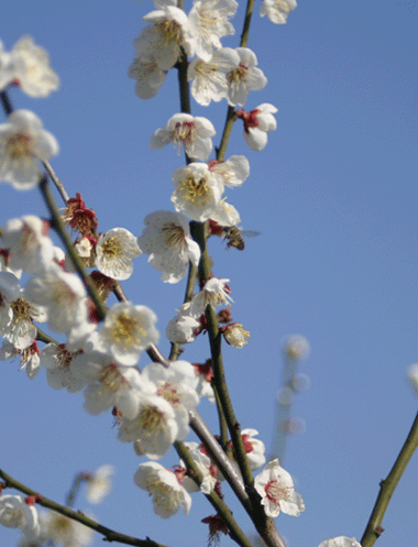 春を告げる「梅と蜂と土筆と鶯」 　　　  _d0141987_15345533.gif