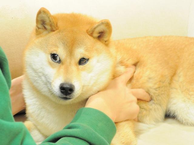 この眼差しを_a0126590_20491381.jpg