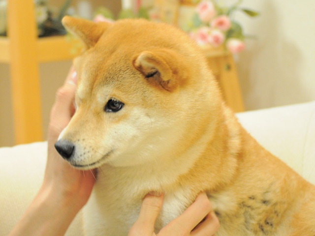 この眼差しを_a0126590_205029.jpg
