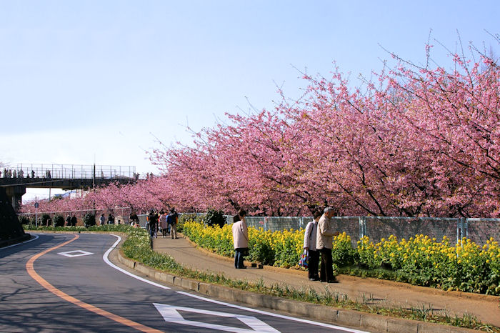     河津桜_c0061695_21565466.jpg