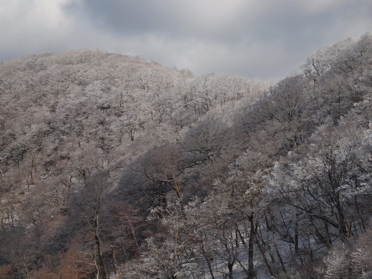 高野龍神の霧氷_d0020300_227299.jpg