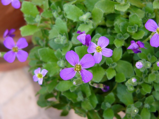 a0123003_18145118.jpg