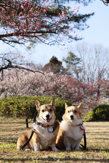 梅の花ですよ～♪_e0071225_0365754.jpg