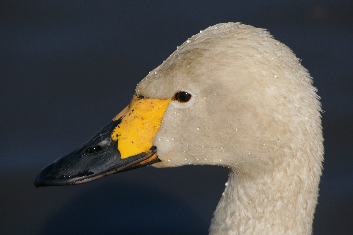 菅生沼のコハクチョウ（上沼での着水シーン）_d0137627_2329316.jpg