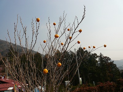 a0006033_14322190.jpg