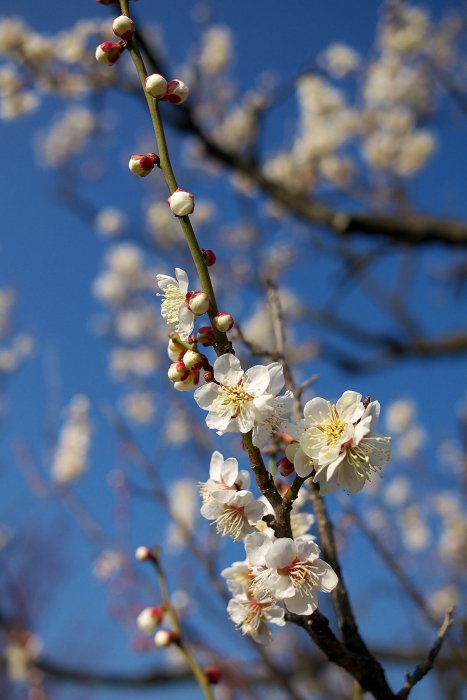 この時期なかなか撮るものが･･･_f0205834_18426.jpg