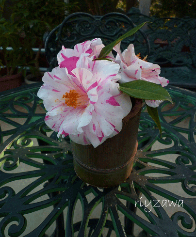 a0143435_23332376.gif