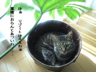 f0116546_22555791.gif