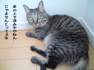 f0116546_2257820.gif
