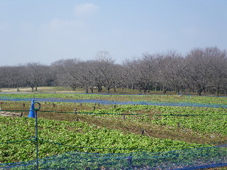 水曜館長ツアー＠昭和記念公園　　2/24　その２_e0069647_21383463.jpg