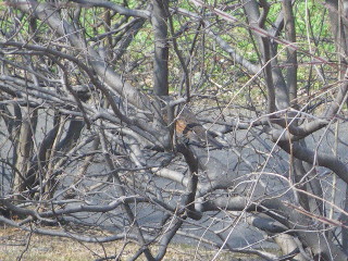 水曜館長ツアー＠昭和記念公園　　2/24　その２_e0069647_21393716.jpg