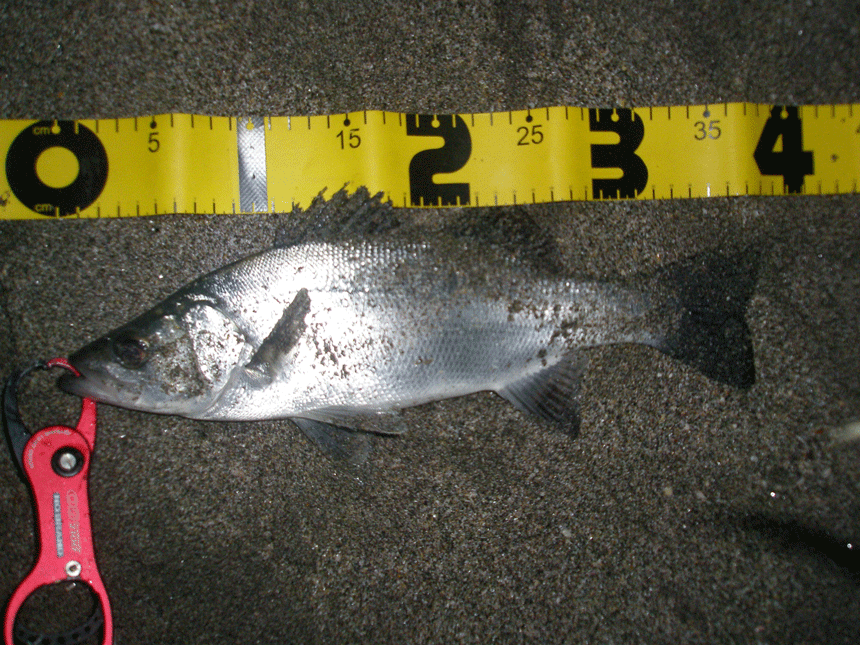 f0150151_1105760.gif