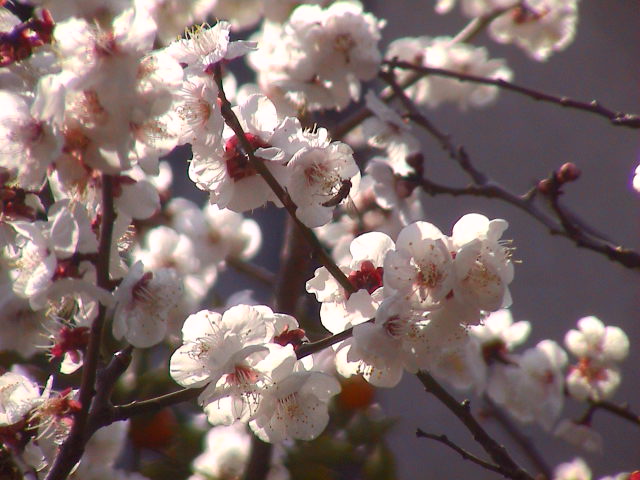 梅の花。_e0060555_16313270.jpg