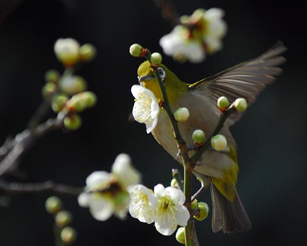 大阪府　万博記念公園　小鳥見散歩_e0035757_1828037.jpg