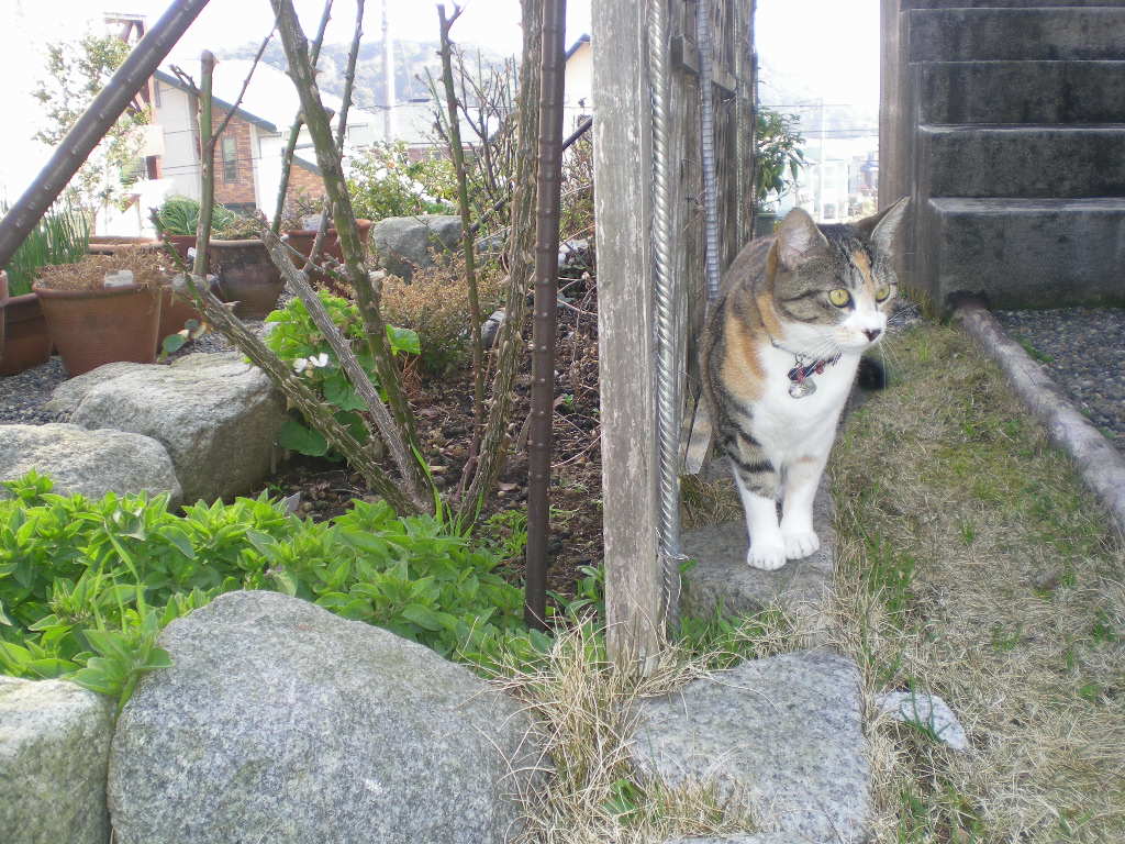 1010年2月24日(水)春が来たかも~!_f0060461_10455453.jpg